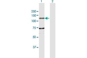 Western Blot analysis of DDHD1 expression in transfected 293T cell line by DDHD1 MaxPab polyclonal antibody. (DDHD1 anticorps  (AA 1-872))