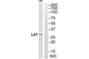 Western blot analysis of extracts from 293 cells, using LAT (Ab-255) antibody.
