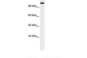 Image no. 1 for anti-Kinesin Family Member 3C (KIF3C) (AA 461-510) antibody (ABIN6736040) (KIF3C anticorps  (AA 461-510))