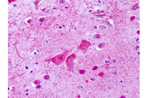 Anti-GPR137 antibody IHC of human brain, cortex, cerebellum. (GPR137 anticorps  (Cytoplasmic Domain))