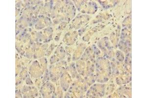 Immunohistochemistry of paraffin-embedded human pancreatic tissue using ABIN7146334 at dilution of 1:100