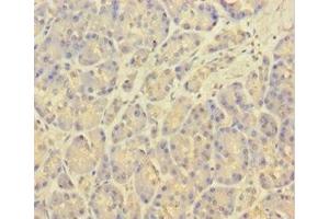 Immunohistochemistry of paraffin-embedded human pancreatic tissue using ABIN7146334 at dilution of 1:100 (KCNMA1 anticorps  (AA 1-86))