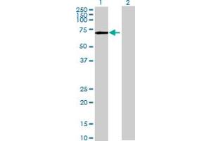 Western Blot analysis of PPWD1 expression in transfected 293T cell line by PPWD1 MaxPab polyclonal antibody. (PPWD1 anticorps  (AA 1-646))