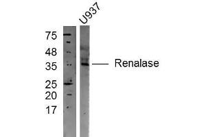U937 cell lysates probed with Rabbit Anti-Renalase Polyclonal Antibody, Unconjugated  at 1:300 in 4˚C overnight.