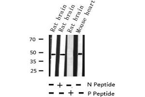 Western blot analysis of Phospho-Connexin 43 (Ser367) expression in various lysates