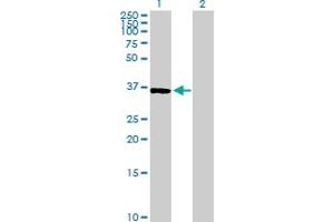 Western Blot analysis of BYSL expression in transfected 293T cell line by BYSL MaxPab polyclonal antibody. (Bystin-Like anticorps  (AA 1-324))