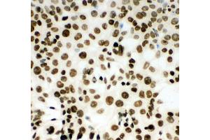 Anti-MCM2 antibody, ICC ICC: HEPA Cell (MCM2 anticorps  (C-Term))