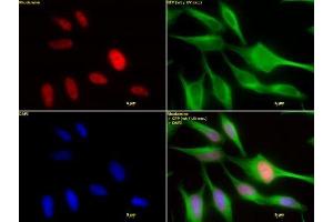 HDAC2 mAb (Clone 3F3) tested by immunofluorescence. (HDAC2 anticorps  (AA 473-488))