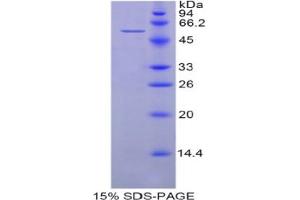 SDS-PAGE analysis of Human HSPA14 Protein. (HSPA14 Protéine)