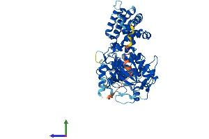 AlphaFold protein structure predicition of Mouse Recombinant Grk6 Protein, UniprotID O70293
