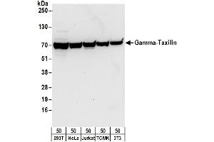 anti-Taxilin gamma (TXLNG) (AA 478-528) antibody