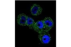 Confocal immunofluorescent analysis of SERPINB5 / Maspin Antibody (Center) Cat.