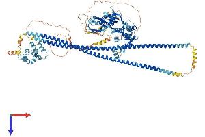 AlphaFold protein structure predicition of Mouse Recombinant Card14 Protein, UniprotID Q99KF0