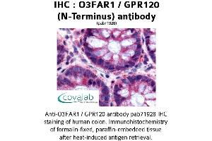 Image no. 1 for anti-omega-3 Fatty Acid Receptor 1 (O3FAR1) (Extracellular Domain), (N-Term) antibody (ABIN1737612) (O3FAR1 anticorps  (Extracellular Domain, N-Term))