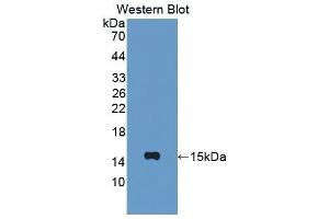 Western Blotting (WB) image for anti-Chemokine (C-X-C Motif) Ligand 10 (CXCL10) (AA 22-98) antibody (ABIN1859462)