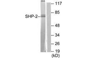 Western Blotting (WB) image for anti-Protein tyrosine Phosphatase, Non-Receptor Type 11 (PTPN11) (AA 546-595) antibody (ABIN2888578) (PTPN11 anticorps  (AA 546-595))