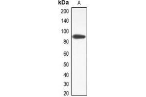 Western blot analysis of TMEM16J expression in RAW264. (ANO9 anticorps)