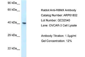 Western Blotting (WB) image for anti-RNA Binding Motif Protein, X-Linked (RBMX) (C-Term) antibody (ABIN2788907) (RBMX anticorps  (C-Term))