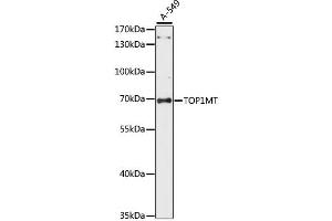 Western blot analysis of extracts of A-549 cells, using TOP1MT antibody. (TOP1MT anticorps)