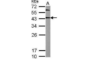 WB Image Sample (20 ug of whole cell lysate) A: mouse ESC 12% SDS PAGE antibody diluted at 1:10000 (OCT4 anticorps)