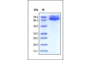 Human B7-2, Fc Tag on SDS-PAGE under reducing (R) and no-reducing (NR) conditions.