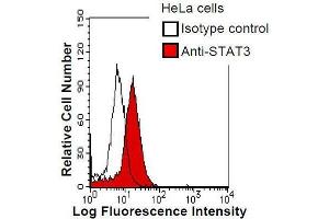 HeLa cells were fixed in 2% paraformaldehyde/PBS and then permeabilized in 90% methanol.