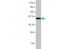 Western Blot detection against Immunogen (35.
