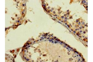 Immunohistochemistry of paraffin-embedded human testis tissue using ABIN7144042 at dilution of 1:100 (APP anticorps  (AA 18-270))