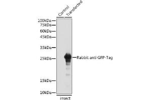 Western blot analysis of extracts of normal Eukaryotic expression of GFP and Eukaryotic expression of GFP transfected with GFP Protein, using Rabbit anti GFP-Tag antibody (ABIN7267512) at 1:5000 dilution. (GFP anticorps)