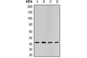 Western blot analysis of P2Y2 expression in HL60 (A), SKOV3 (B), mouse liver (C), mouse heart (D) whole cell lysates. (P2RY2 anticorps)