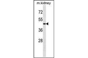 Western blot analysis of ATG4A Antibody  in Mouse kidney tissue lysates (35ug/lane). (ATG4A anticorps  (C-Term))