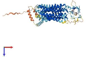 AlphaFold protein structure predicition of Mouse Recombinant Slco2a1 Protein, UniprotID Q9EPT5