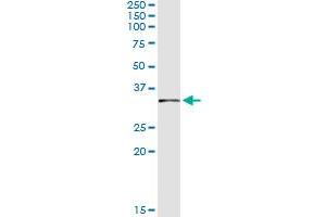 Immunoprecipitation of FBXO6 transfected lysate using anti-FBXO6 monoclonal antibody and Protein A Magnetic Bead , and immunoblotted with FBXO6 MaxPab rabbit polyclonal antibody.