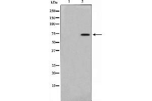 Western blot analysis on mouse brain cell lysate using AKAP10 Antibody. (AKAP10 anticorps  (N-Term))