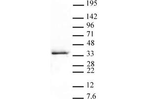 Western Blot: HeLa nuclear extract (20 μg per lane) probed with the Histone H1. (Histone H1.5 anticorps  (pSer17))