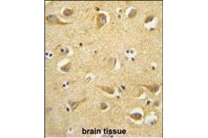 CLTC antibody (Center) (ABIN652092 and ABIN2840545) immunohistochemistry analysis in formalin fixed and paraffin embedded human brain tissue followed by peroxidase conjugation of the secondary antibody and DAB staining.
