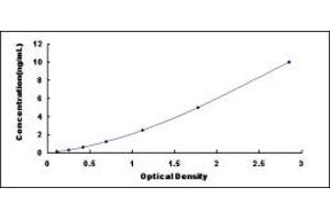 Calcium/calmodulin-Dependent Protein Kinase II alpha (CAMK2A) ELISA Kit