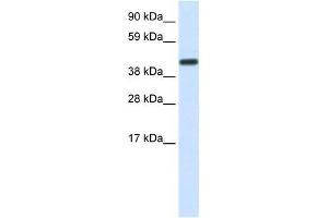 Human Liver; WB Suggested Anti-CNOT2 Antibody Titration: 1. (CNOT2 anticorps  (Middle Region))