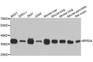 Western Blotting (WB) image for anti-Ribosomal Protein S3A (RPS3A) antibody (ABIN1980252) (RPS3A anticorps)
