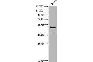 Western Blot Positive WB detected in: Hela whole cell lysate All lanes: Nucb2 antibody at 1:2000 Secondary Goat polyclonal to rabbit IgG at 1/50000 dilution Predicted band size: 51 kDa Observed band size: 51 kDa (NUCB2 anticorps  (AA 194-420))