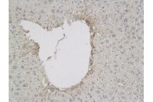 Mouse lung lysates probed with Rabbit Anti-NFkB p105/p50 Polyclonal Antibody, Unconjugated (ABIN673194) at 1:300 overnight at 4˚C.