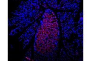 Expression of P2RX7 in rat pancreas - Immunohistochemical staining of rat pancreas  frozen section using Anti-P2X7 Receptor (extracellular) Antibody (ABIN7043578, ABIN7045080 and ABIN7045081), (1:100), followed by mouse anti-rabbit-AlexaFluor-594 secondary antibody (red).