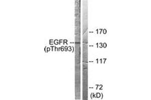 Western blot analysis of extracts from A431 cells, using EGFR (Phospho-Thr693) Antibody. (EGFR anticorps  (pThr693))