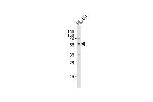 Western blot analysis of lysate from HL-60 cell line, using ENT1(Slc29a1) Antibody (Center) (ABIN387941 and ABIN2844498).