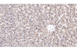 Detection of RELN in Human Liver Tissue using Monoclonal Antibody to Reelin (RELN)