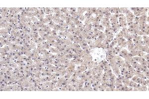 Detection of RELN in Human Liver Tissue using Monoclonal Antibody to Reelin (RELN) (Reelin anticorps  (AA 2978-3373))