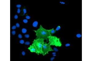 Anti-TULP3 mouse monoclonal antibody (ABIN2455454) immunofluorescent staining of COS7 cells transiently transfected by pCMV6-ENTRY TULP3 (RC207595). (TULP3 anticorps)