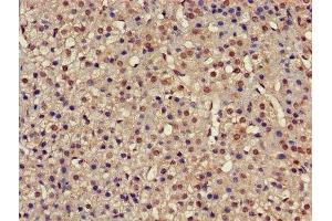 IHC image of ABIN7142234 diluted at 1:500 and staining in paraffin-embedded human adrenal gland tissue performed on a Leica BondTM system. (PSMC4 anticorps  (Regulatory Subunit 6B))