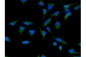 Immunofluorescence of purified MaxPab antibody to LETM1 on HeLa cell. (LETM1 anticorps  (AA 1-739))