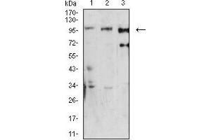 Western blot analysis using Dynamin-2 mouse mAb against U251 (1), Hela (2), and K562 (3) cell lysate. (DNM2 anticorps  (AA 520-744))